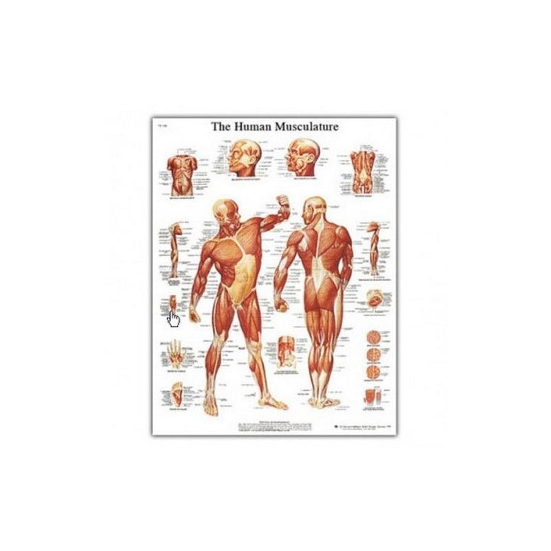 Anatomski poster mišićnog sustava Cijena
