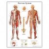 Anatomski poster živčani sustav