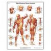 Anatomski poster mišićnog sustava